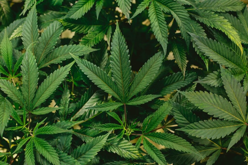 Photo Cannabis plant