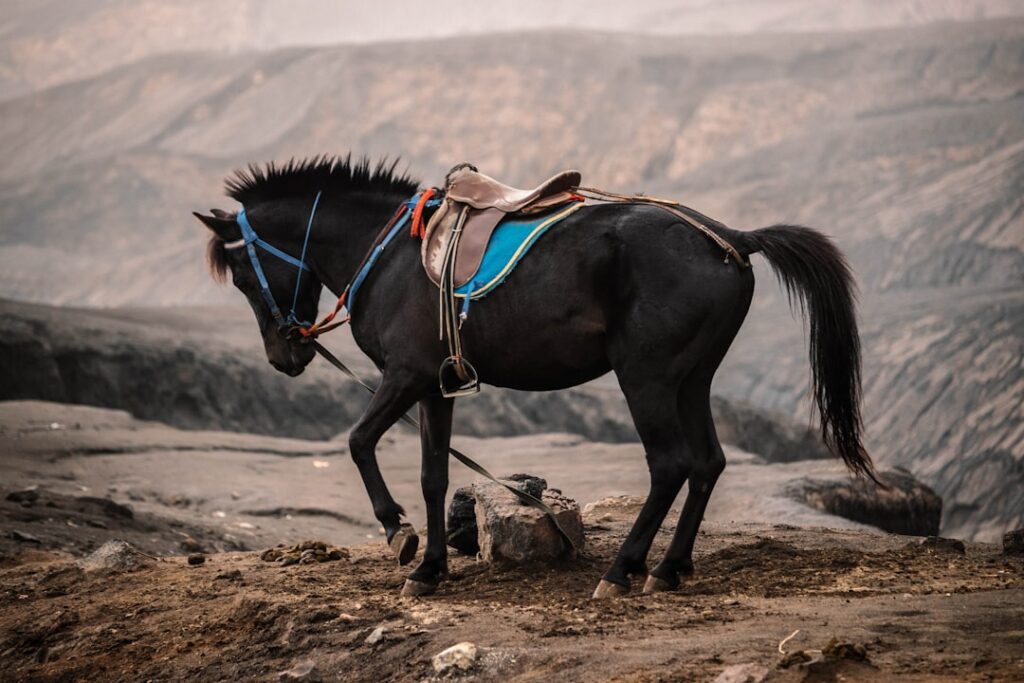 Photo Horse saddle